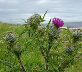 Scottish Thistles